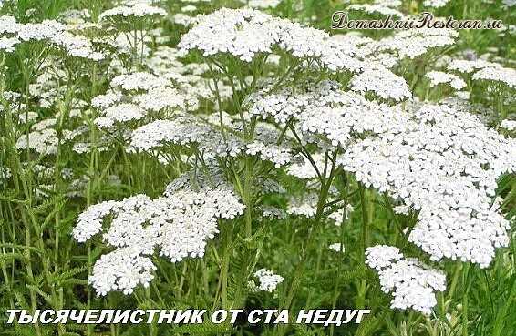 Тысячелистник от ста недуг