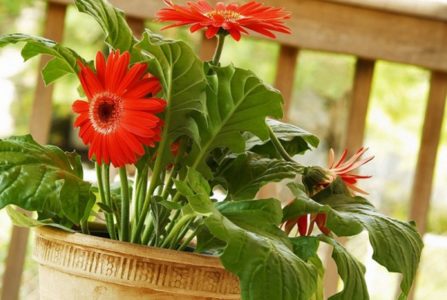 Gerbera